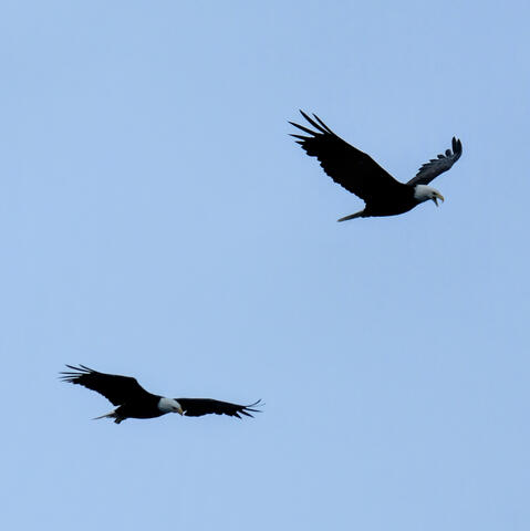 TWO EAGLES IN FLIGHT