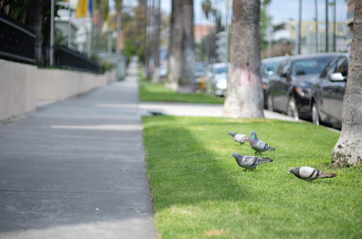 Pigeons and one cigarette