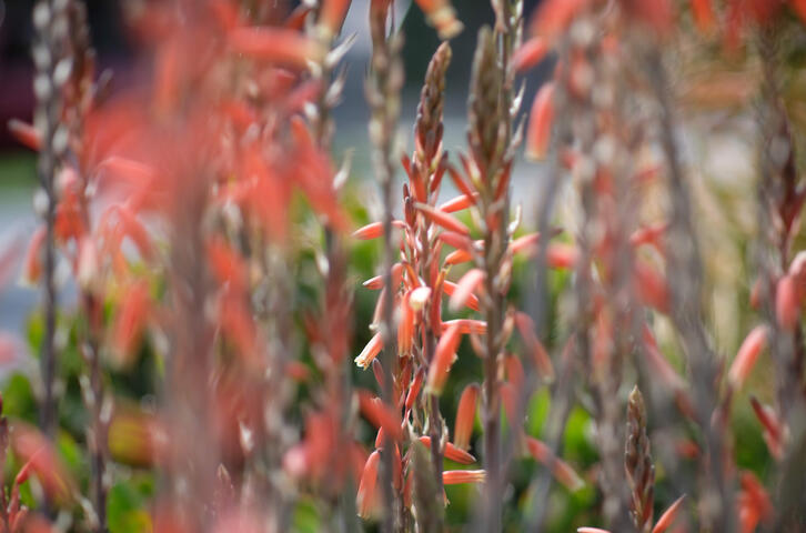 Koreatown flowers