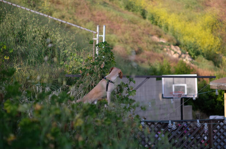 Puppy looking over the hillside (yellow flowers are mustard)